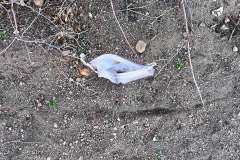 IMG_0258_web