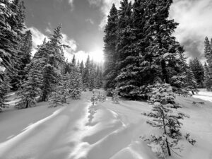 Black and white trees and powder at Ski Cooper