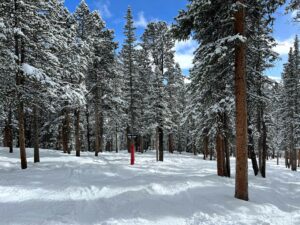 Trees and powder at Ski Cooper. The top of a black diamond run called Slider.