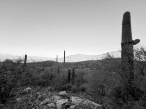 Desert landscape with multiple saguaro cactuses