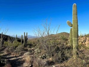 Desert landscape with multiple saguaro cactuses