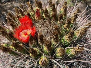 Bright red cactus flower