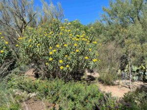 Large Mexican sunflower plant at Tohono Chul in Tucson