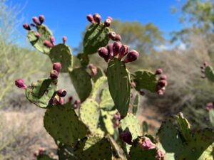 prickly pear cactus at https://tohonochul.org/