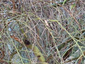 Hidden hummingbird at Tohono Chul in Tucson