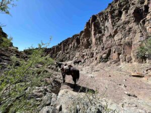 A horse in a canyon taking a break from a trail ride in Big Bend Ranch State Park